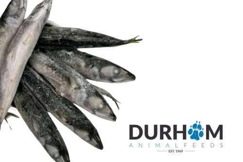 daf mackerel