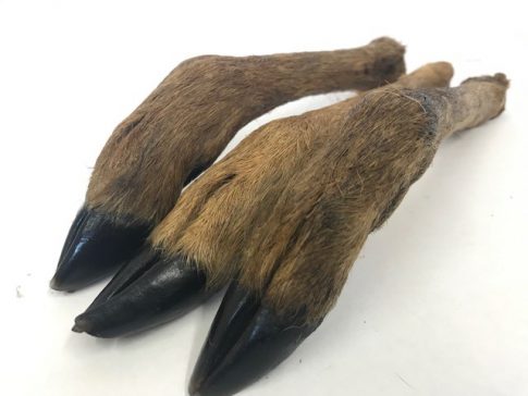 doe leg for dogs