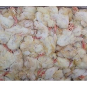 Day Old Chicks Frozen