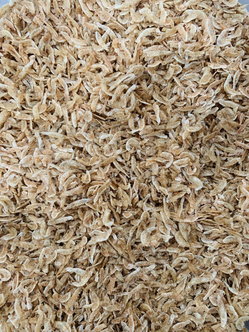 Dried Shrimp