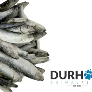 daf sprats frozen