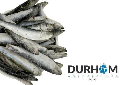 daf sprats frozen