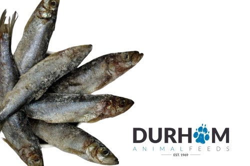 daf herring
