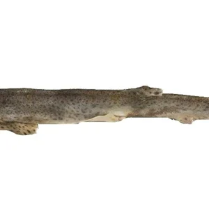 whole dogfish