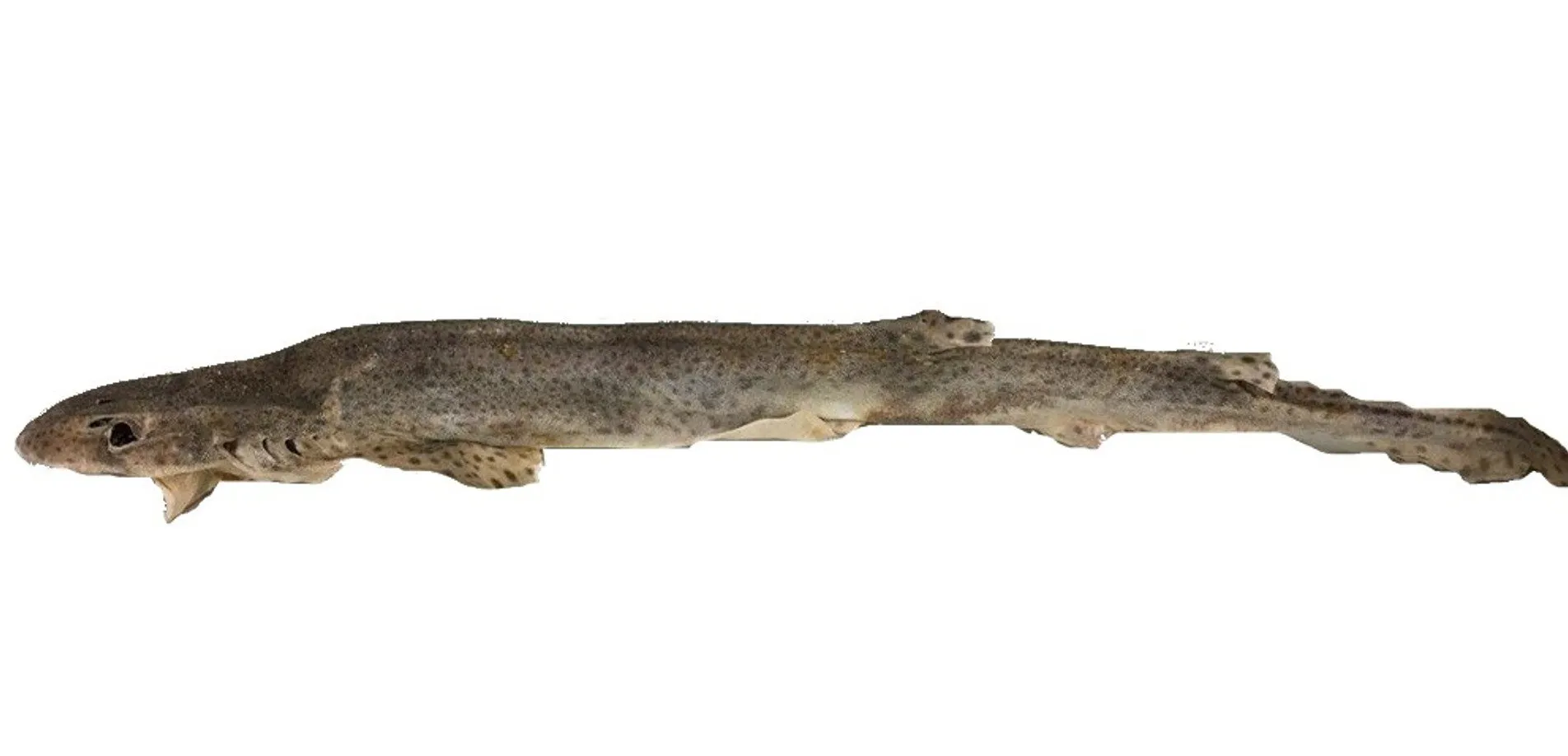 whole dogfish