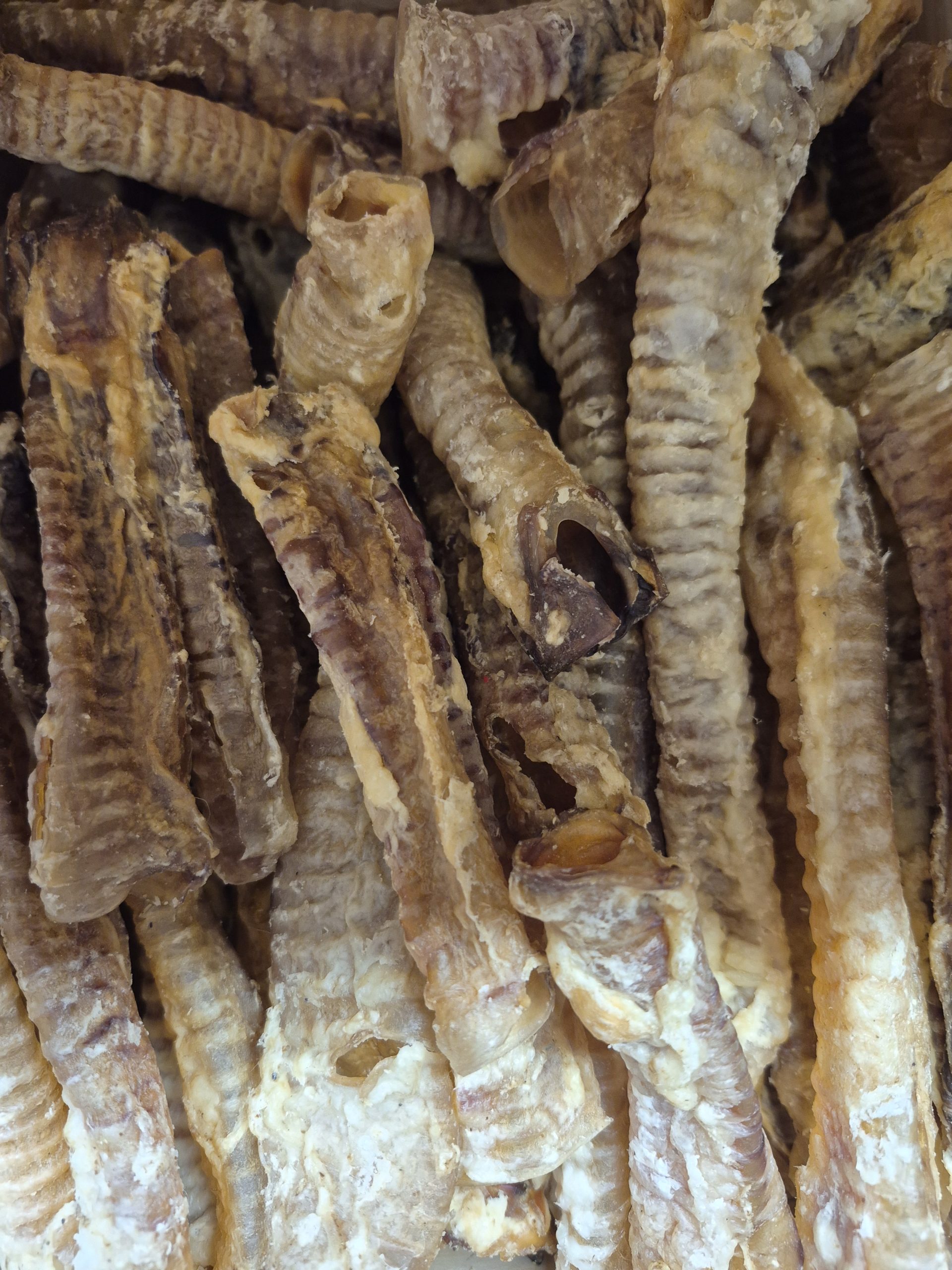 lamb trachea