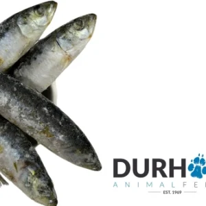 sardines
