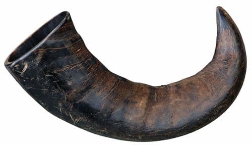 buffalo horn
